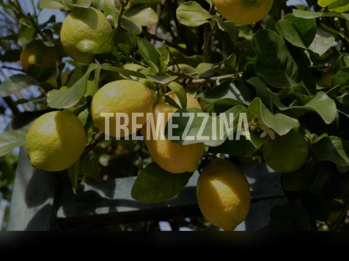Il Nido Nella Quiete Apartment Tremezzo Bagian luar foto