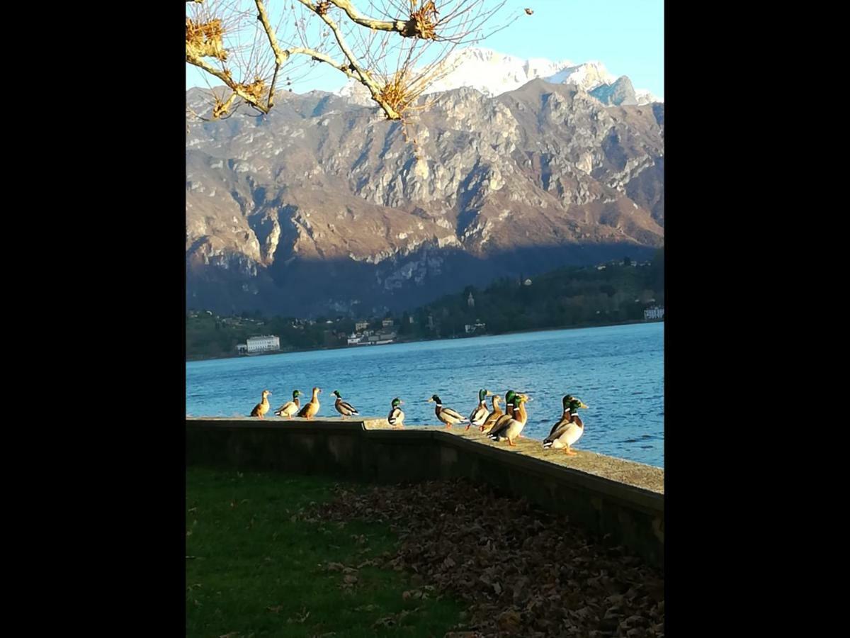 Il Nido Nella Quiete Apartment Tremezzo Bagian luar foto
